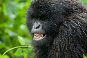 angry-gorilla