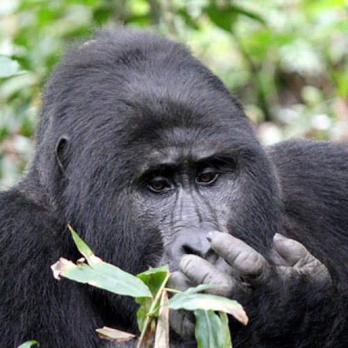 Virunga National Park