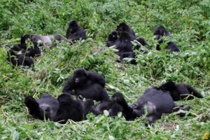 m.gorilla family