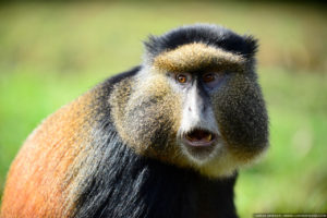 Golden monkey, Rwanda.
