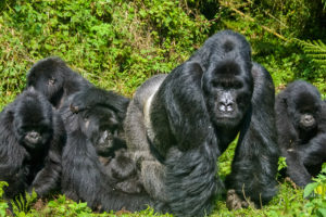 Neben dem Bwindi Impenetrable Nationalpark ist der Mgahinga Gorilla Nationlpark der zweite Ort in Uganda, an dem große Familien von Berggorillas zu finden sind