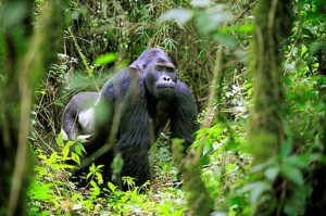 Silverback eastern lowland gorilla in the equatorial forest of Kahuzi Biega Park (Gorilla beringei graueri) Democratic Republic of Congo, Africa