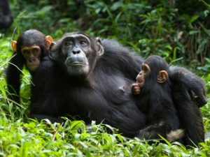 chimpanzee nyungwe