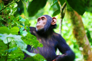 ngamba chimp