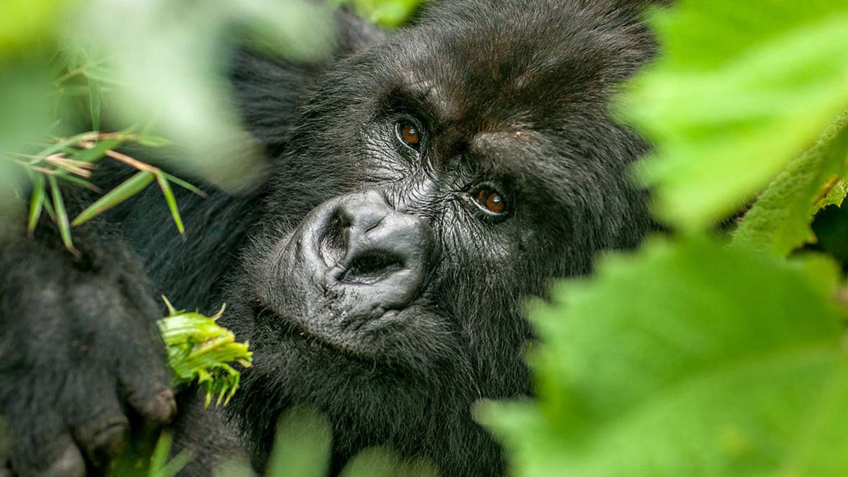How to Get A Gorilla Permit in Uganda