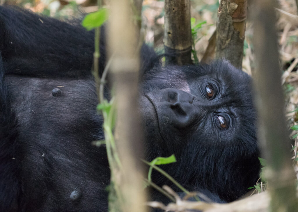 What is included and excluded in a gorilla permit of Uganda and Rwanda