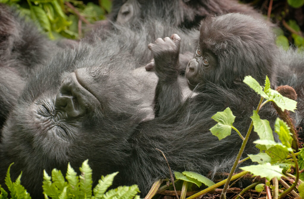 Best way to purchase Uganda and Rwanda gorilla permits