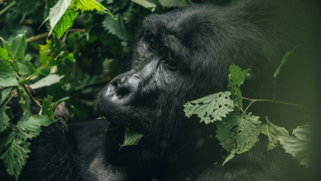 Gorilla Permits in Mgahinga Gorilla National Park