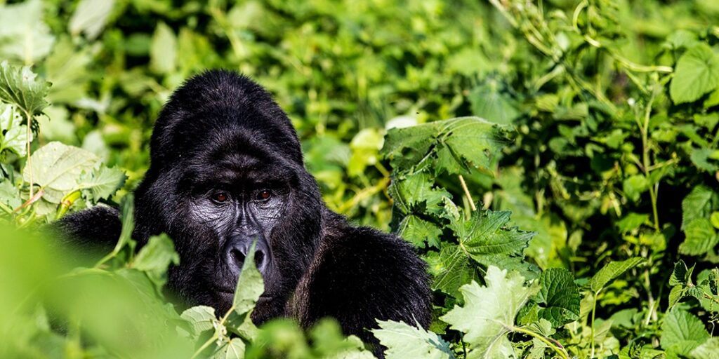 Booking Gorilla permits in Rwanda Uganda and Congo