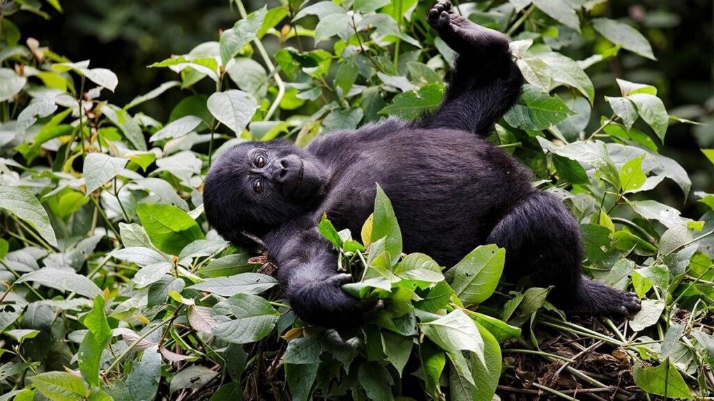 congo gorilla trekking 