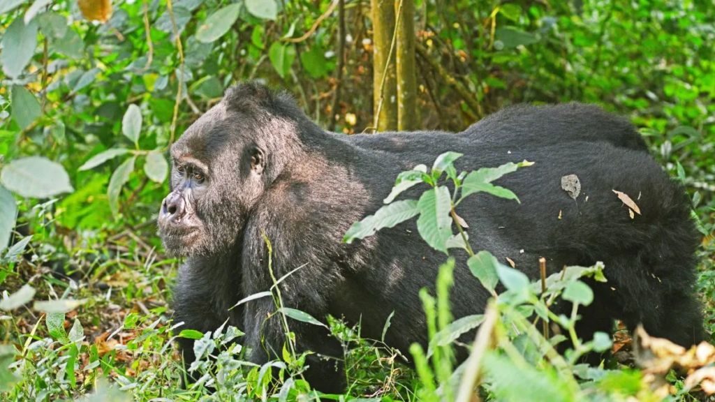 How to upgrade your permit from a normal one-hour to a gorilla habituation experience permit