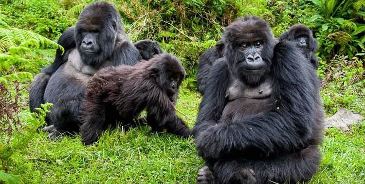 Gorilla Permits in Mgahinga Gorilla National Park
