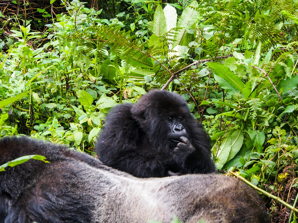 gorilla trekking guide
