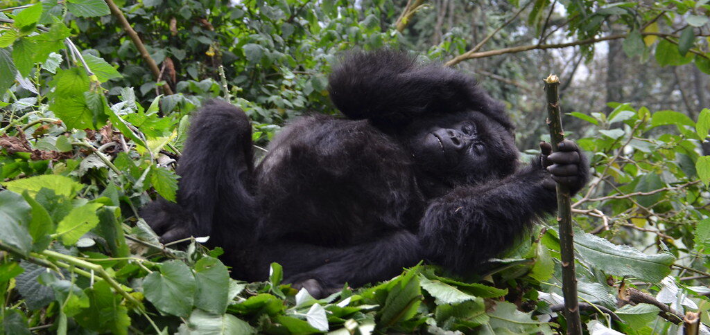 Rwanda gorilla permit