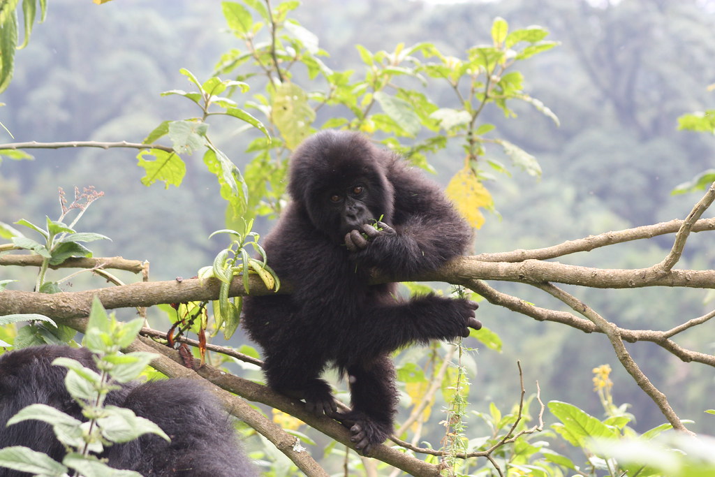 gorilla trekking cost