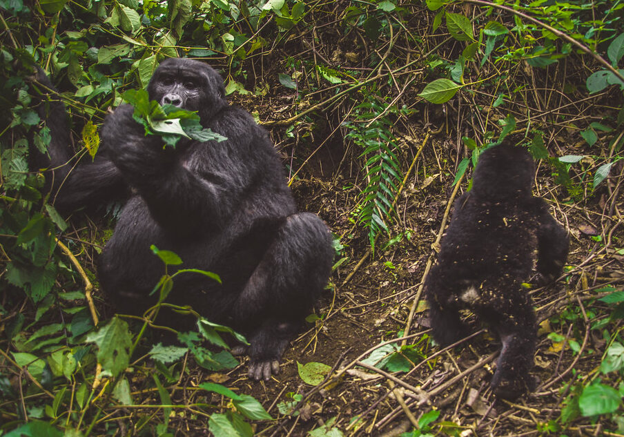 Rushegura Gorilla Group
