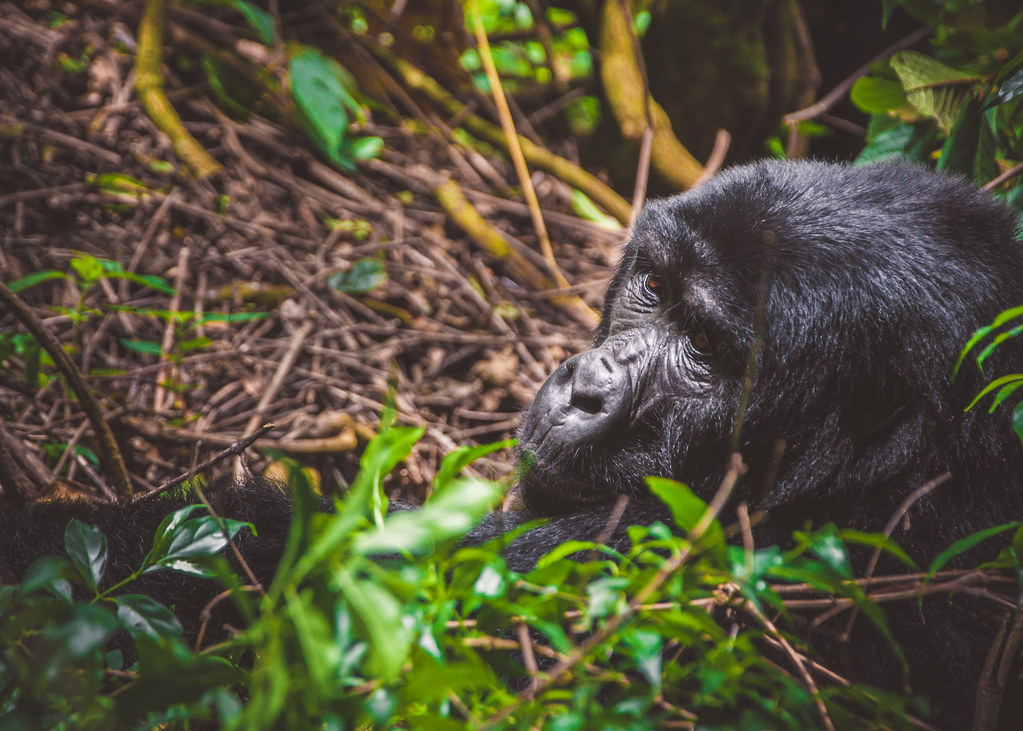 habituated gorilla families Bwindi