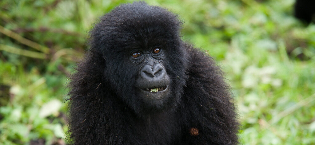 Where to Buy Gorilla Permits