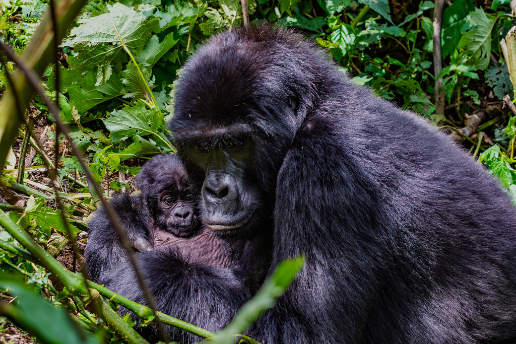 gorilla trekking fees