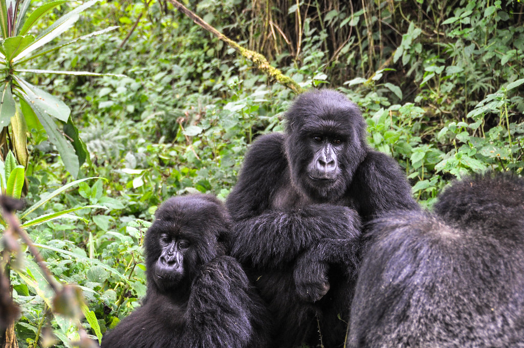 Uganda gorilla permit