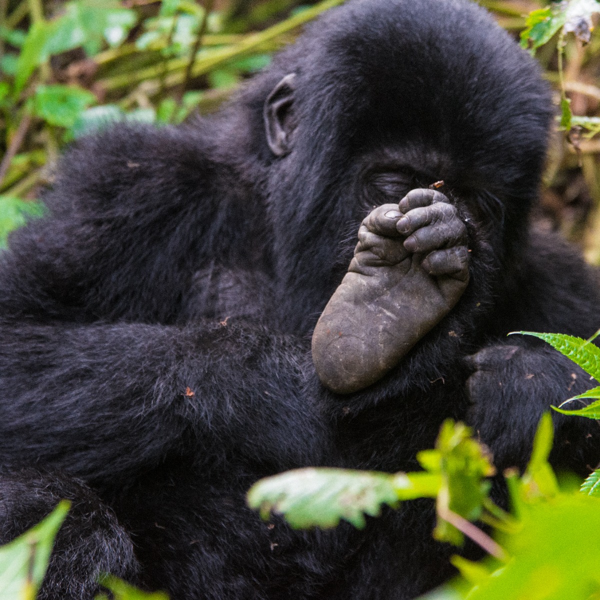 Uganda gorilla trekking 2025