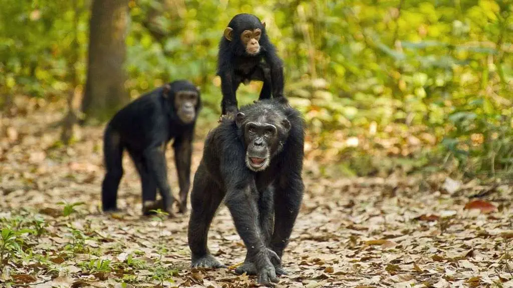 gorilla trekking vs chimpanzee trekking