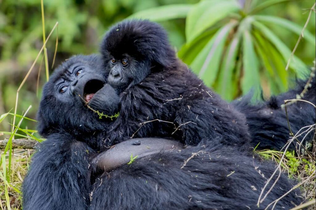 gorilla trekking duration