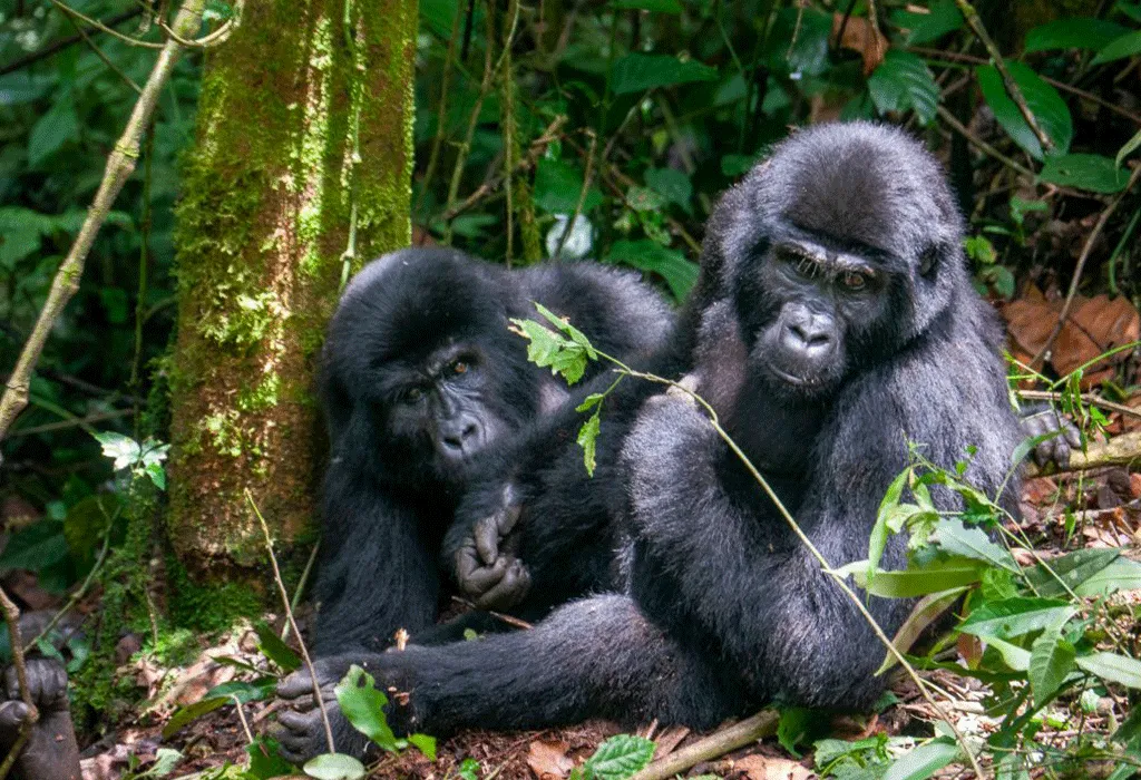 gorilla trekking rules