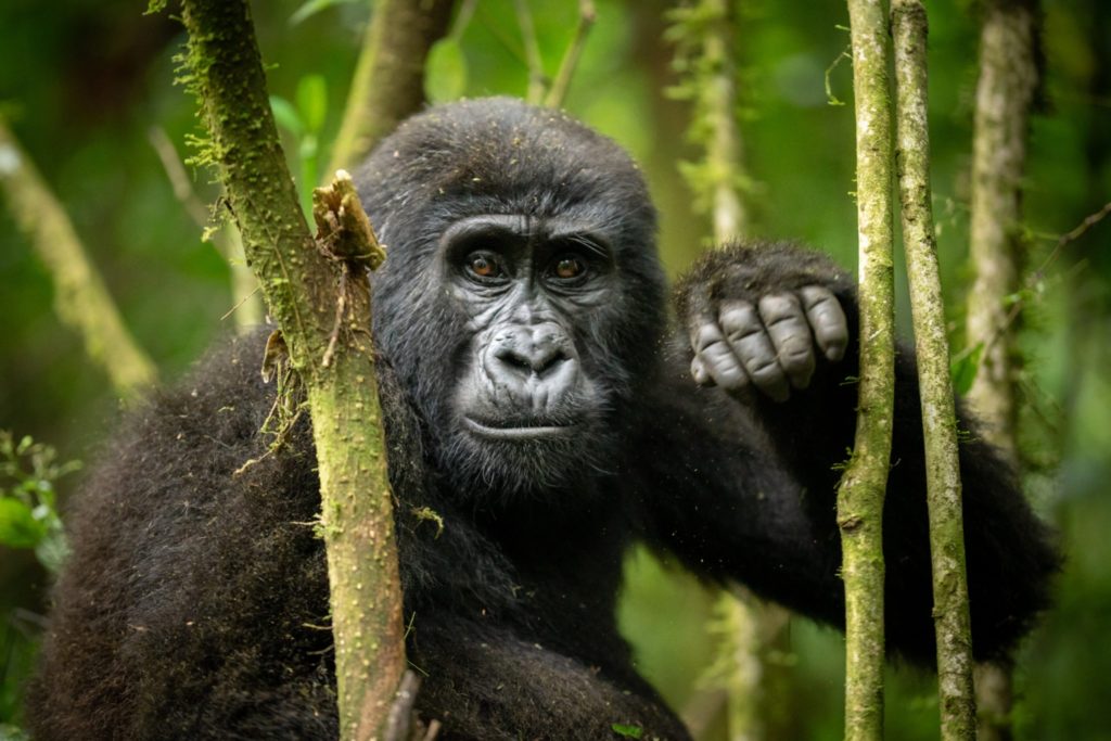 gorilla trekking conservation