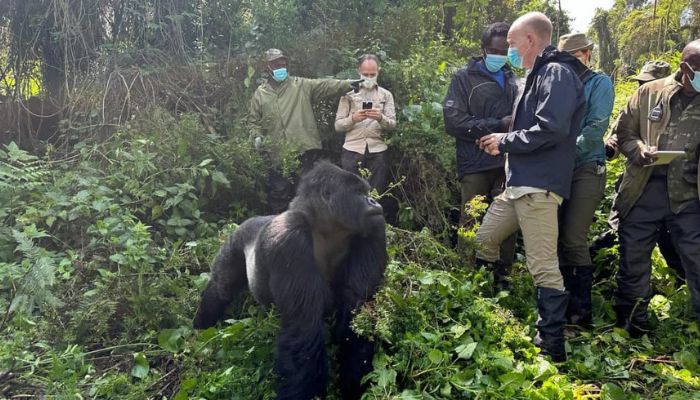 gorilla trekking malaria prevention