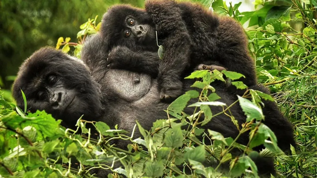 sustainable tourism gorilla trekking