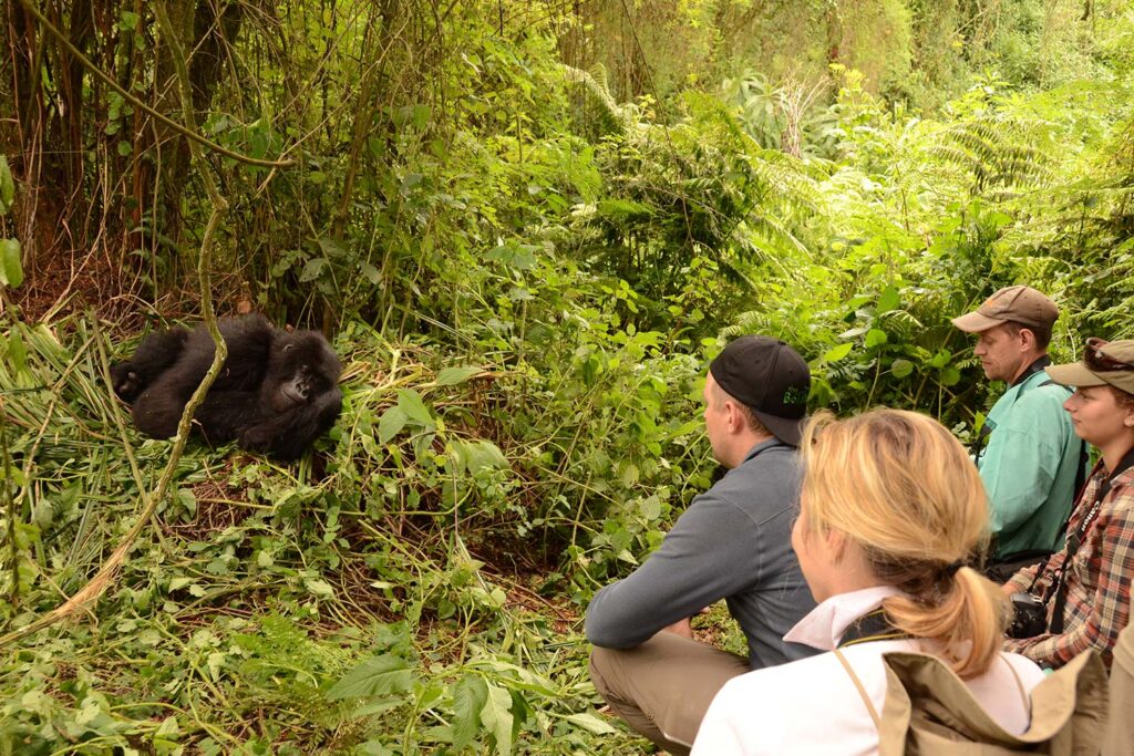 family gorilla trek