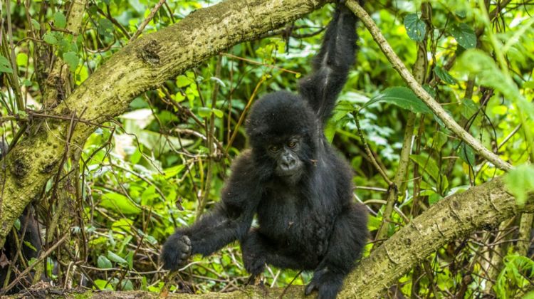 cost of gorilla trekking 