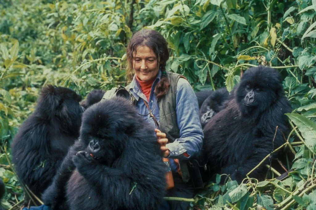 mountain gorilla trekking impact