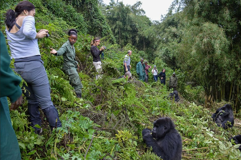 gorilla trekking difficulty