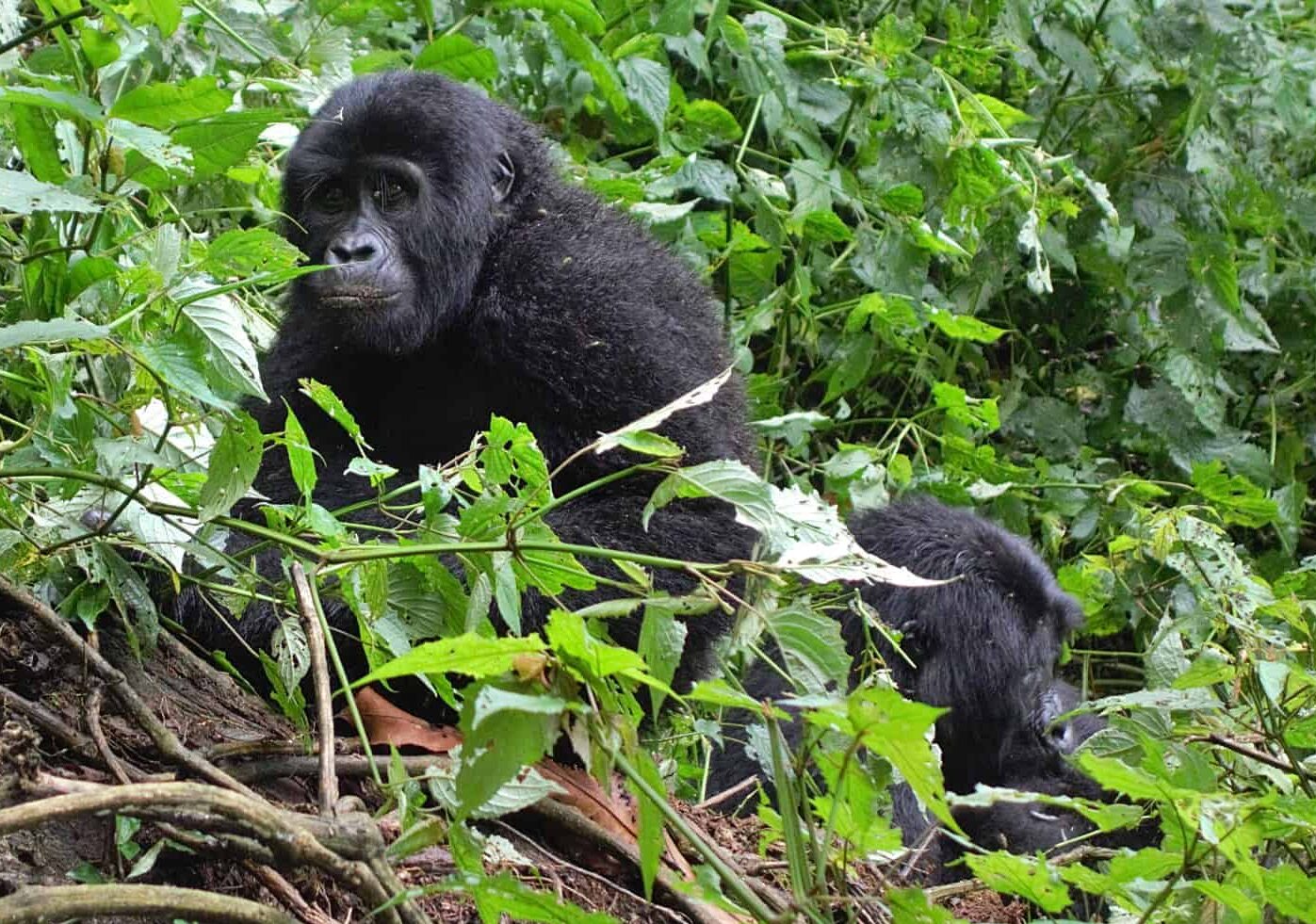 one hour with gorillas