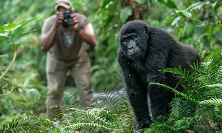 eco-friendly gorilla trekking