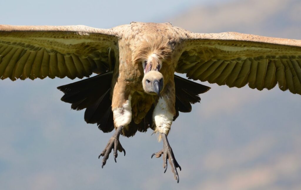 African vultures