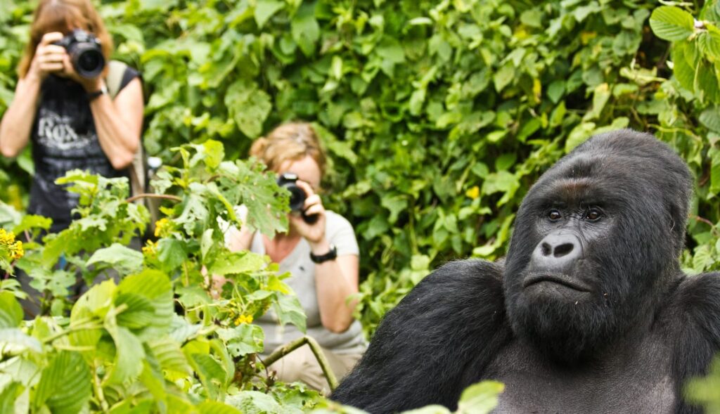 gorilla trekking photography ethics