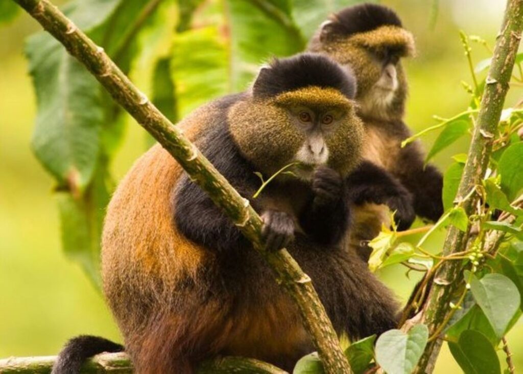 golden monkey tracking
