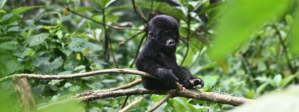 gorilla trekking beginner mistakes