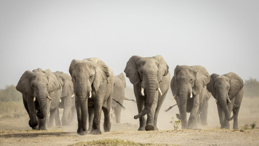 where to see elephants in Africa
