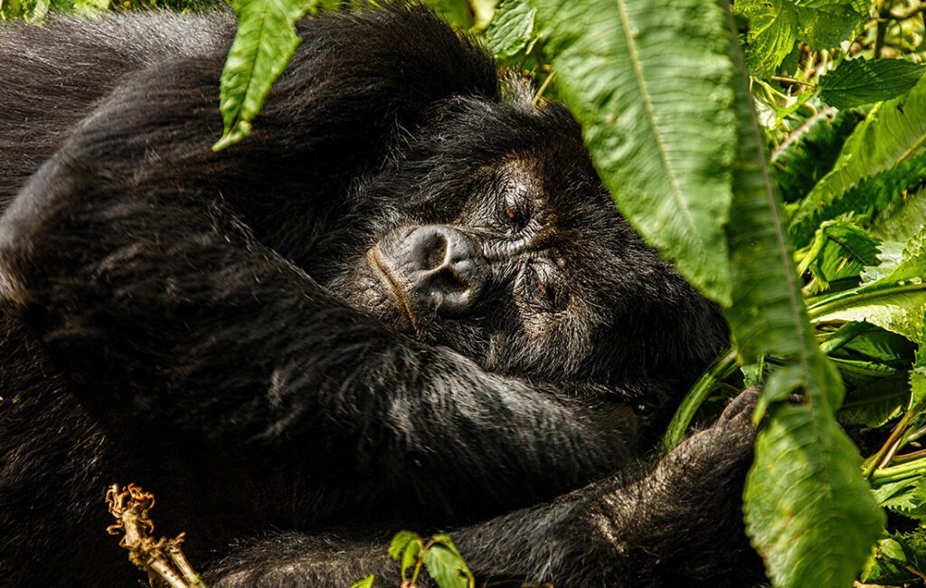 Gorilla nighttime behavior
