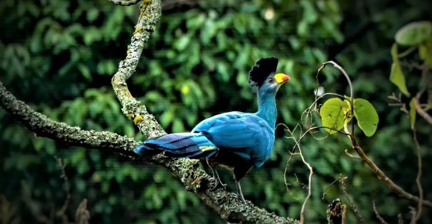 Bird watching Bwindi