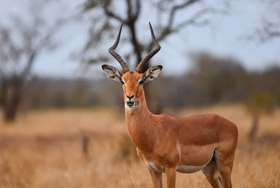 Greater Kudu