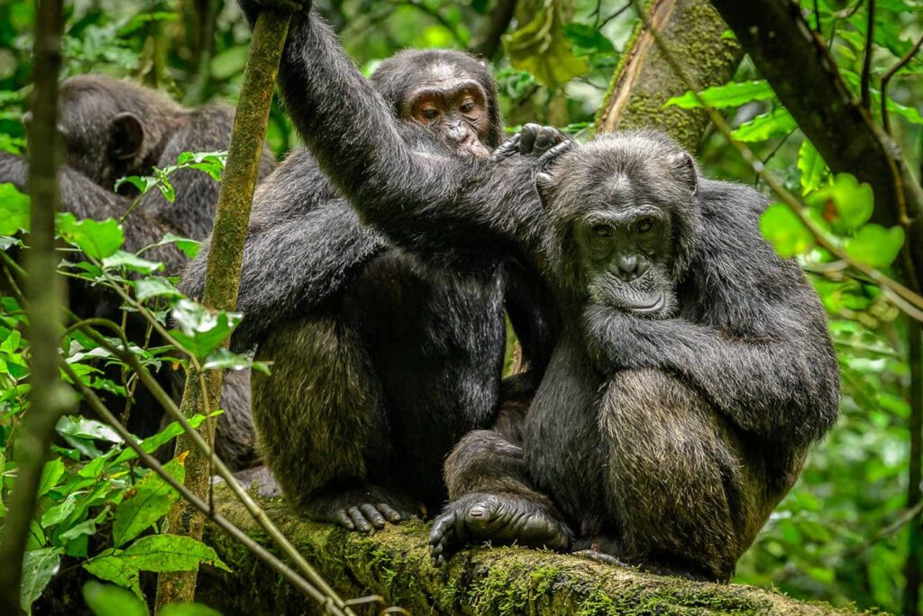 Common Chimpanzee