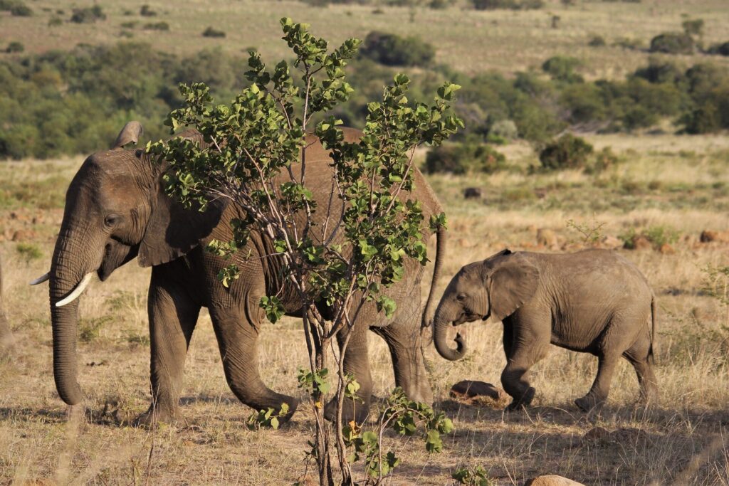 Africa elephant population decline