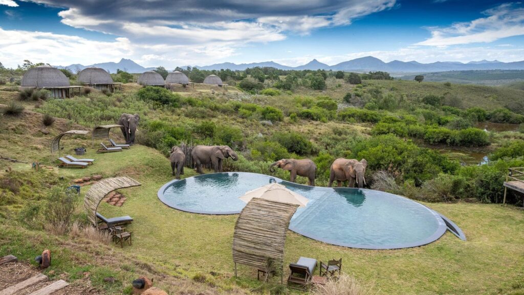 Cape Town safari