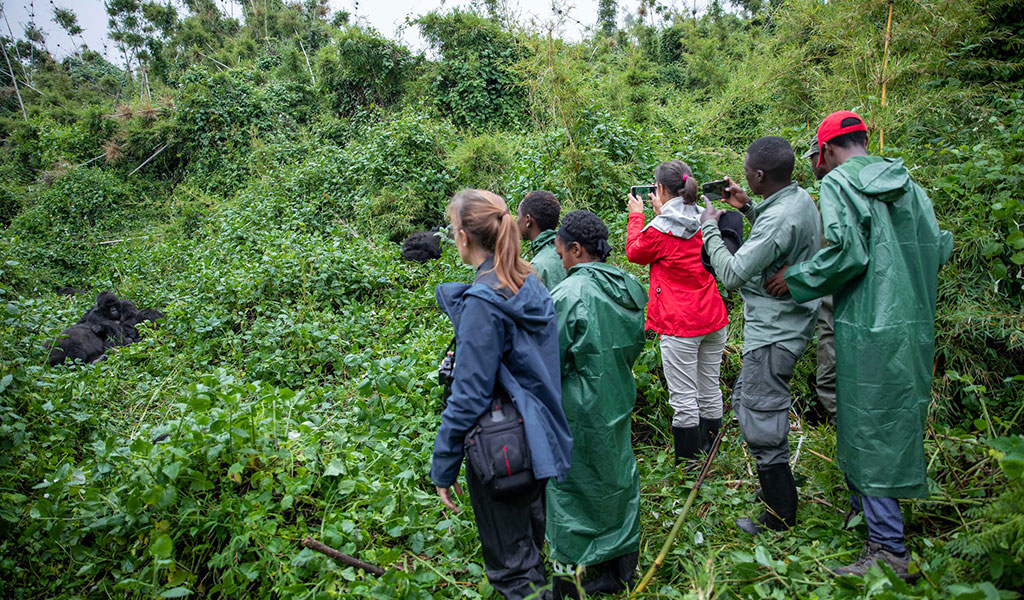 dry and wet gorilla trekking seasons