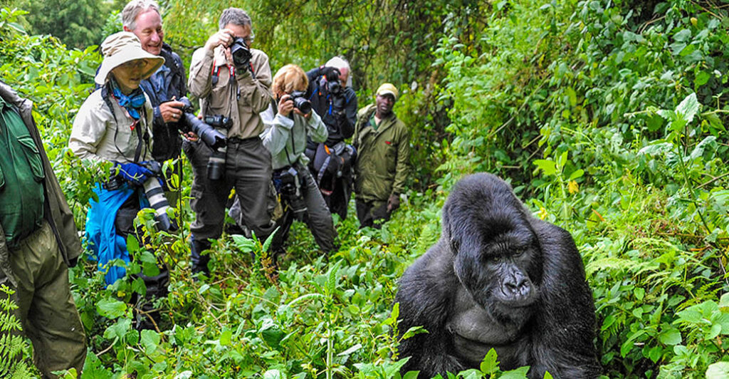 Gorilla trekking impact